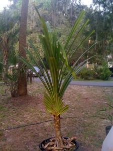 pandanus.JPG
